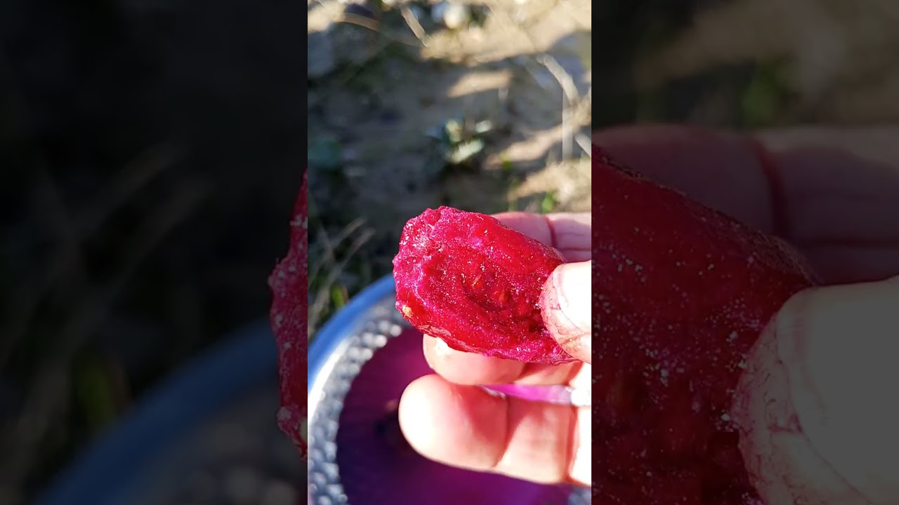 التين الشوكي يصبر وحتى ثمارة قليلة التلف وتتحمل فترة طويلة جدا