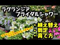 ◆剪定＆育て方【ラグランジア ブライダルシャワー】【ラグランジア クリスタルヴェール】