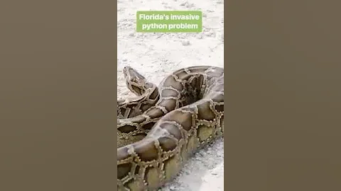How Burmese pythons became an invasive species in Florida. #burmesepython #invasivespecies #florida