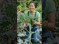 Harvesting Broccoli!! #gardening #gardendelight #garden #flowers #gardeningflowers
