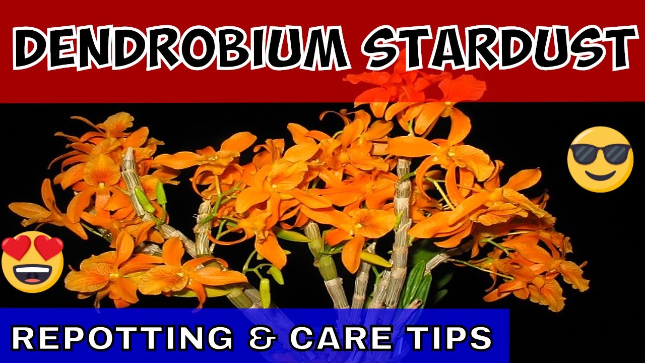 Height: 50 cm 2 Stems Bamboo Orchid Orange Orchid from Botanicly Dendrobium nobile Firebird