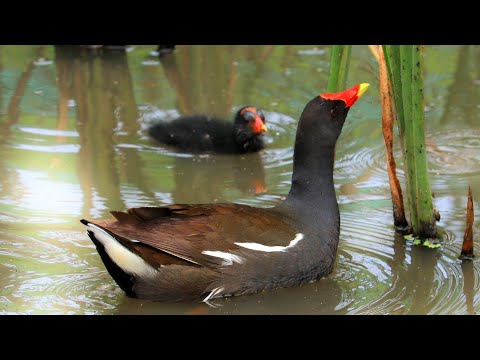 【野鳥のバン親子】多賀城跡あやめ園の池に住み着いたバンの親鳥と雛たち(3/3)