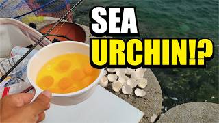 I Caught a BIG Fish with Sea Urchin... Then Made This Japanese Egg Dish