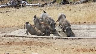 Warthog Family Come To Drink Water At Kruger National Park