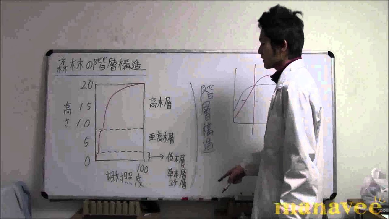 森林の階層構造 24 Youtube