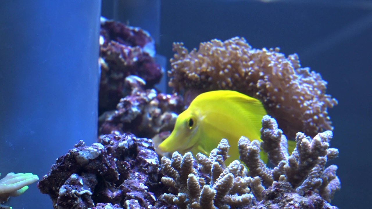 saltwater sushi & burger Mr. Saltwater Tank's Coverage of MACNA 2016 (Part 1)