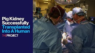 Pig Kidney Successfully Transplanted Into A Human