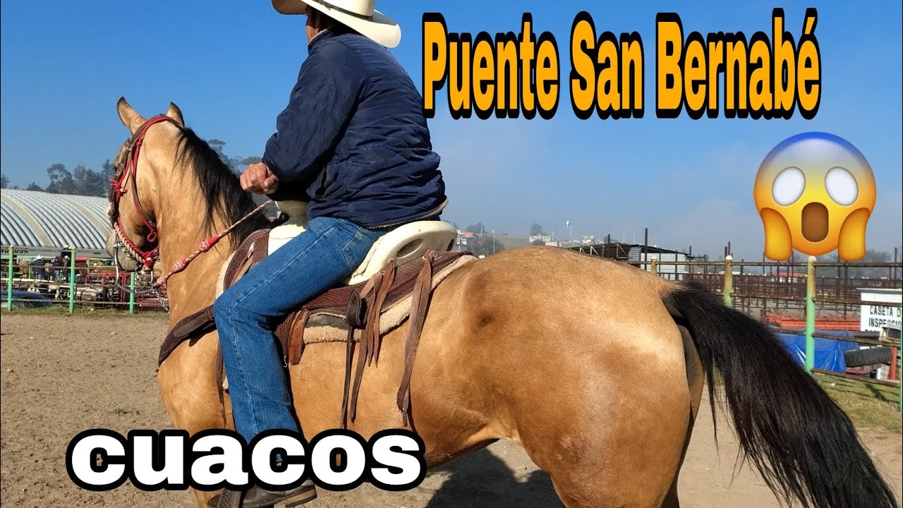 CUACOS O CABALLOS / Plaza Ganadera / Puente San Bernabe