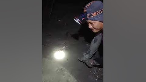 Bắt tôm tích rừng cần giờ