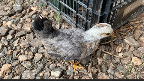 Me qaib loj zog lawm