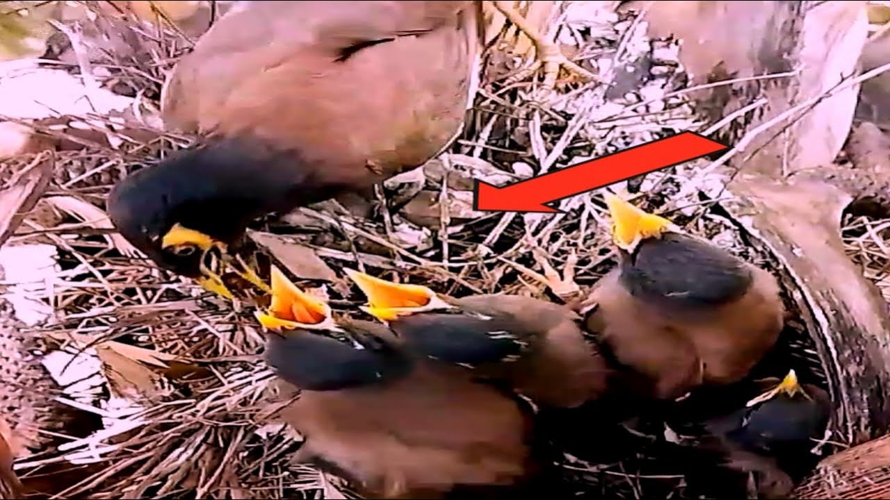 Mother myna takes care of the baby at the nest#baby - YouTube