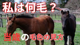 やーか　馬の尾の毛 20250217s10004000344000p_thum.webp