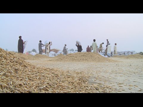 باكستان.. نزاع بسبب اقتراح نيودلهي بتصنيف أرز بسمتي على أنه هندي 🇵🇰