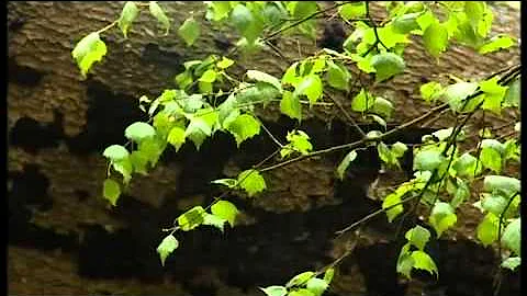 Ray Mears' Bushcraft S02E05 - Four Seasons