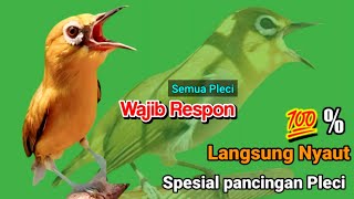 Pleci ngalas nembah suara merdu - ahlinya bikin BukPar (SPESIAL PANCINGAN PLECI)