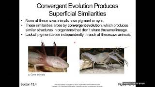 69  C13P3 Convergent Evoultion B21 Update