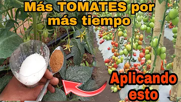 ¿Qué es lo mejor para rociar los tomates?