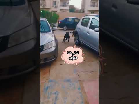 كلب روت وايلر مع كلبه بلدي Viral كوميديا Funny ضحك Viralshort Foryou Dog Dogs Doglover 