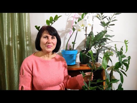 🌿 Лавр Благородный.  Мой опыт выращивания. ✨