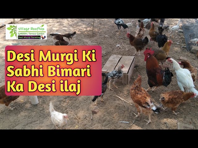 Desi Murgi Ki All Bimari Ka Desi ilaj // Desi Chicken ki bimari ka desi  ilaj - YouTube