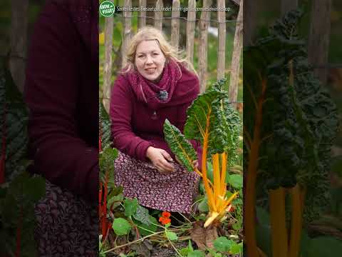 Video: Growing Mangold im Herbst - Wie man Mangold im Herbst anbaut