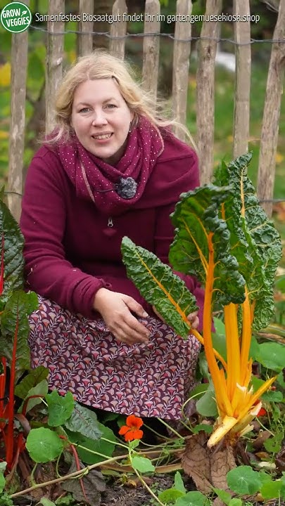 Mangold im Herbst Garten Tipps Gartengemüsekiosk shorts YouTube