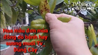 Nhận Biết Cây Mẫu Đơn Bệnh Hay Sương Muối  TV Dũng Cây