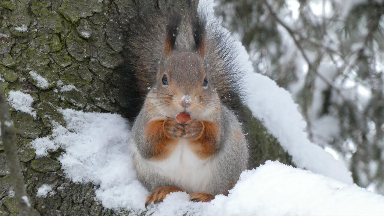 Очаровашка белочка. Екатерининский парк. Царское село.Squirrels.