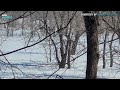 Minnesota farmers want help fending off voracious deer