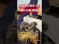 うんちが詰まった時の猫 #cat #shorts
