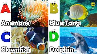 ABC phonics animals | English and Animals for Kids #angelfishs
