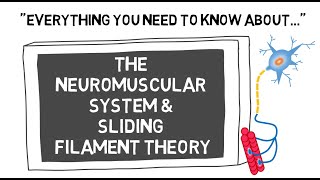 The Neuromuscular System Sliding Filament Theory Sport Science Hub Physiology Fundamentals