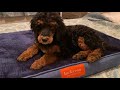 Luckyvon dog bed review poodle puppy