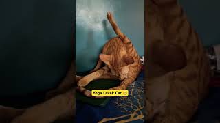 Yoga Level: Cat 😁 #cat #yogacat #shorts