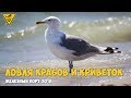 Железный порт 2018: ловля креветок и крабов