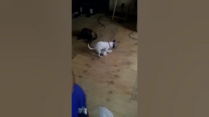 Doggy style