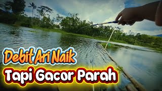 Spot Gacor Pakai 240 Atau 270 Ikan Respon Sangat Cepat