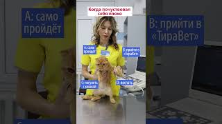 Кот выбирает ТираВет!