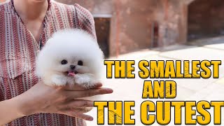 The World's Cutest And Smallest Dog Breeds