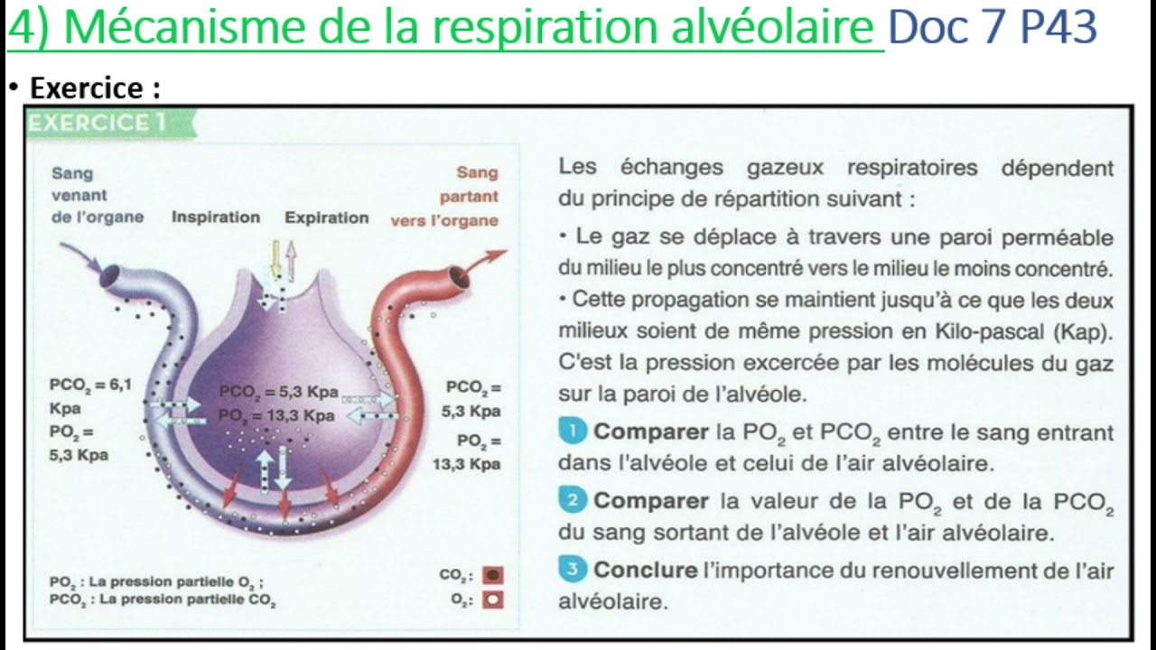 3AC - La respiration chez l'homme (Partie 1)