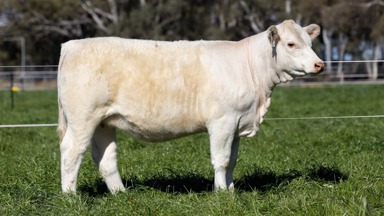 Ascot Cattle: LOT 194