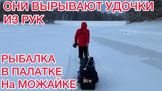 ОНИ ВЫРЫВАЮТ УДОЧКИ из РУК / ПЕРВАЯ РЫБАЛКА в ПАЛАТКЕ/ РЫБАЛКА на МОЖАЙСКОМ ВОДОХРАНИЛИЩЕ