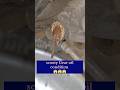 scooty Gear box bearing damage #shortvideo #viral #shorts #short #reels #trending #viralreels