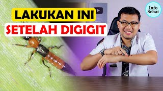 PERTOLONGAN PERTAMA SAAT DI GIGIT TOMCAT - DOKTER SADDAM ISMAIL
