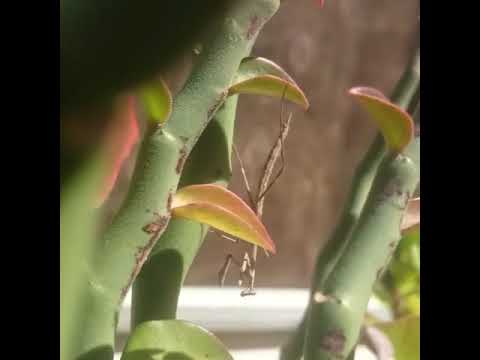Death Glare - The DRAMATIC Praying Mantis