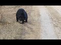 Bear Ranthambore 