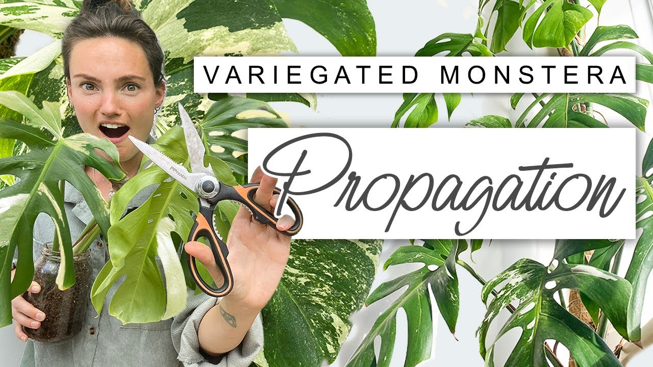 i said i'd never chop her... Variegated Monstera Propagation 🌱 Chopping my HUGE Variegated Monstera