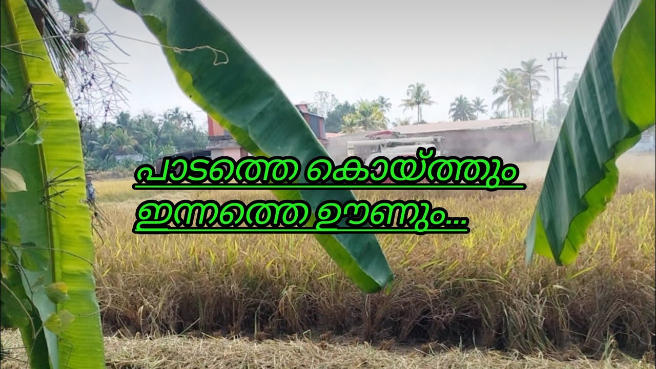 പാടത്ത് കൊത്തും ഇന്നത്തെ ഊണും 