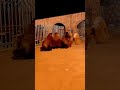 جمل أبو سنامين جمل أبو سنامين