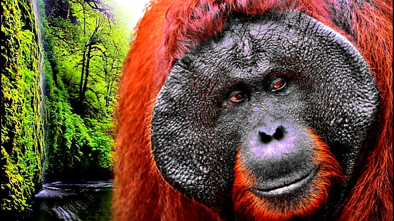 LINDO E INCRÍVEL ORANGOTANGOS - VOCÊ JÁ OUVIU O CHAMADO DELES? HD - YouTube